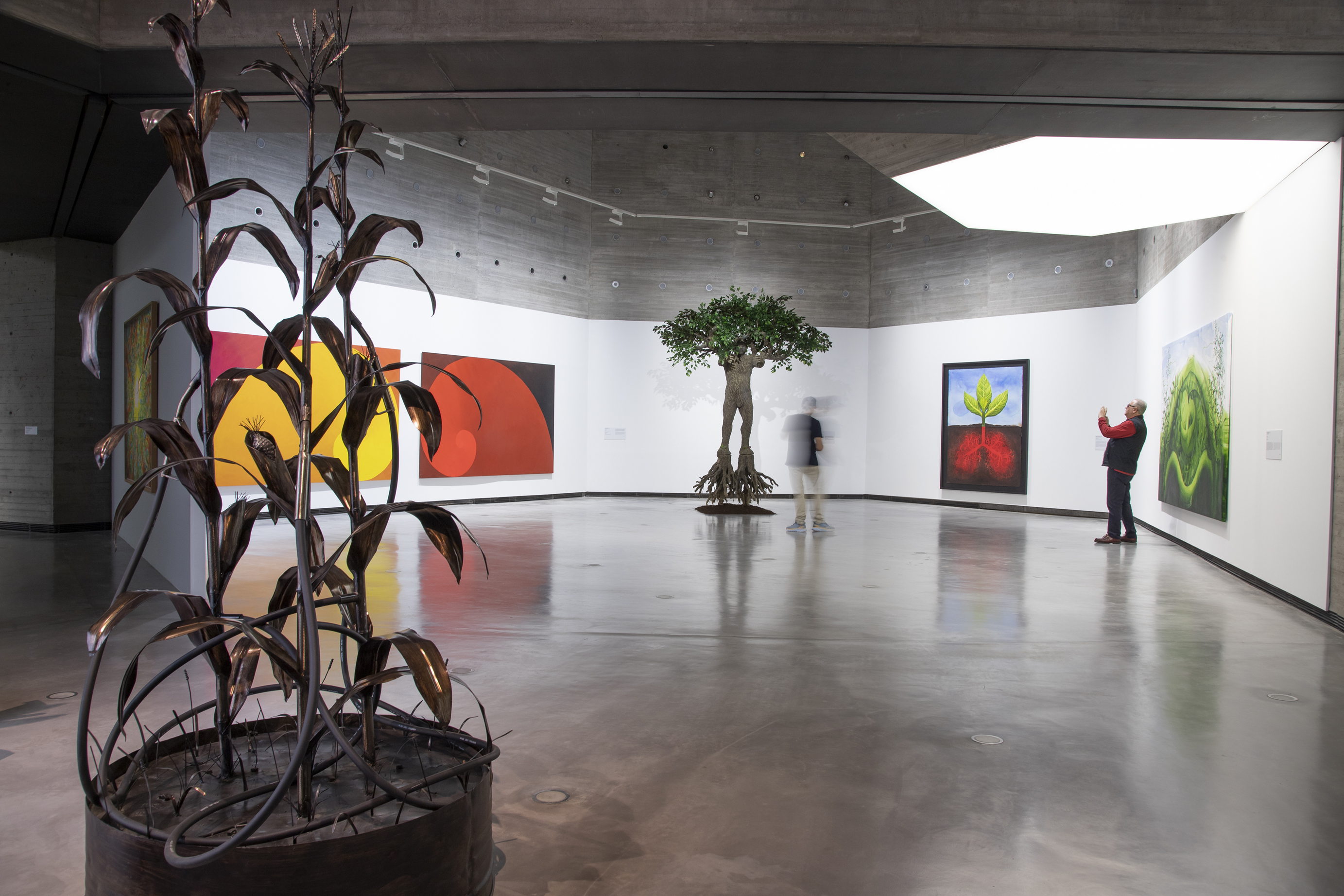 Vista de sala de la exposición Sombra verde. Federico Guzmán y la carrera de las plantas